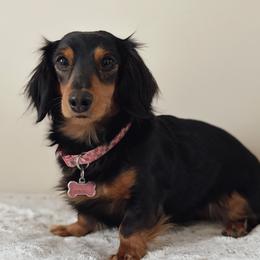 Roxi - Dachshund