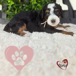 Goldendoodle Puppies from Maryland Designer Doodles