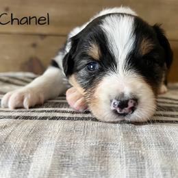 Chanel - Black tri-color female Australian Shepherd puppy in Kearney, Nebraska from Helix Aussies