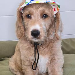 FLINT - Apricot male Goldendoodle puppy in Sugar Land, Texas from Sugar Doodles