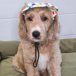 FLINT - Apricot male Goldendoodle puppy in Sugar Land, Texas from Sugar Doodles