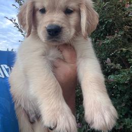 Blue collar - Golden male Golden Retriever puppy in Jesup, Georgia from Painted Platinum Retrievers (Painted Platinum Kennel) PPK