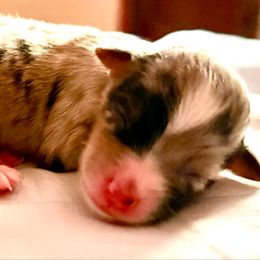 BMF - Blue merle female Toy Australian Shepherd puppy in Lindale, Texas from Circle JTS Ranch