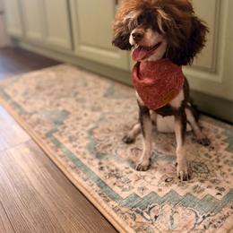 Poppi - Bernedoodle