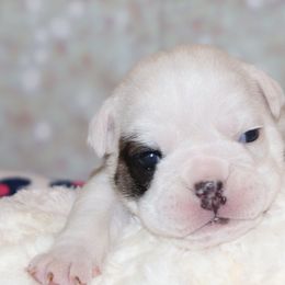 English Bulldog Puppies from My Gang Bulldogs