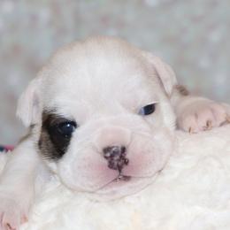English Bulldog Puppies from My Gang Bulldogs