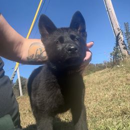 Olive - Black female German Shepherd puppy in Warren County, Tennessee from K.A.K’s German Shepherds of Cove Creek
