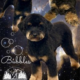 Bubbles - Poodle