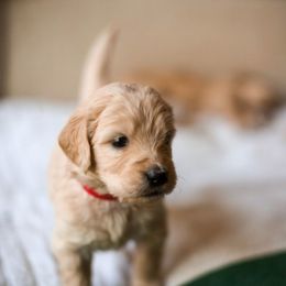 Goldendoodle Puppies from Jennifer's Canines