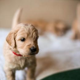 Goldendoodle Puppies from Jennifer's Canines