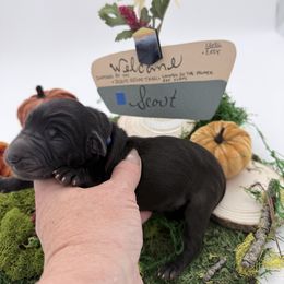 Scout - Black male Labradoodle puppy in Wasilla, Alaska from Northern Lights Labradoodles