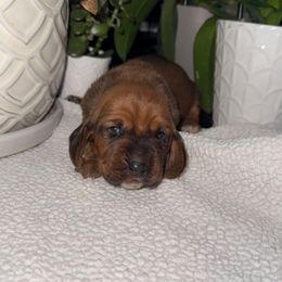 Griffin - Mahogany and white male Basset Hound puppy in Leroy, Michigan from Iron Sentry Farms