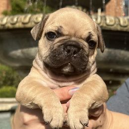 French Bulldogs from Jason's French Bulldogs