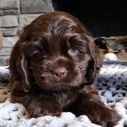 Grey collar female - Brown and white female Cocker Spaniel puppy in Howell, Michigan from Robbin's Treasures