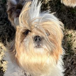 Grace - Shih Tzu