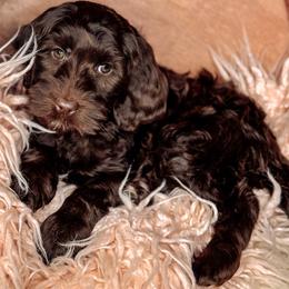 Story - Chocolate female Australian Labradoodle puppy in Decatur, Alabama from Southern Meadows Doodles