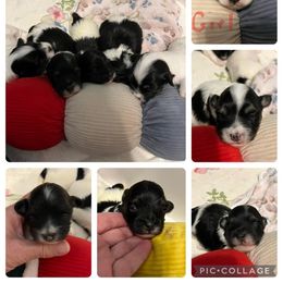 Havanese Puppies from Arane Havanese