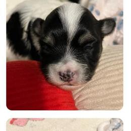 Havanese Puppies from Arane Havanese