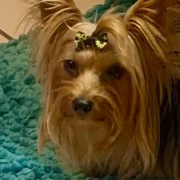 Carter - Yorkshire Terrier
