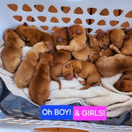 Labrador Retriever Puppies from Kelley's Red Clay Labradors