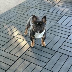 Ben - French Bulldog