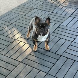 Ben - French Bulldog