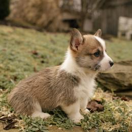 Caroline - Sable female Pembroke Welsh Corgi puppy in Narvon, Pennsylvania from Corgi Companions (license number 18998)