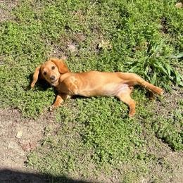 Holly - Red female Dachshund puppy in Mountain Home, Arkansas from Furry Friends Kennel