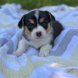 Cobalt - Black and tan male American Corgi puppy in Hope, Arkansas from Foxy Knoll Farm