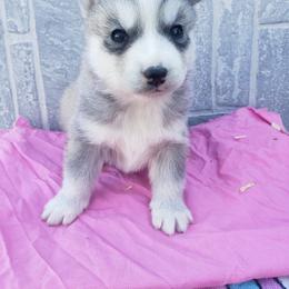 Sweetheart - Gray and white female Siberian Husky puppy in Mccool Junction, Nebraska from Sininger Lagoon