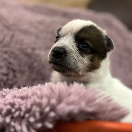 Girl 2 - Red speckled female Australian Cattle Dog puppy in Scurry, Texas from RedHorizon AKC Australian Cattle Dogs (Heelers)