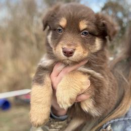 Carl - Red tri-color male Australian Shepherd puppy in Nicholasville, Kentucky from Sugar Creek Aussies