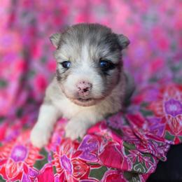 Ella - Merle female Pomsky puppy in Mc Callsburg, Iowa from SZ Rolling Acres LLC