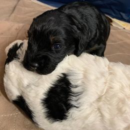 Bernedoodle and Poodle Puppies from Luck O the Doodle