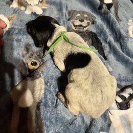 Elway - Black roan male German Shorthaired Pointer puppy in Jackson, Georgia from Tiner GSP’s LLC