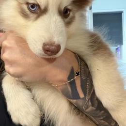 Remi - Chocolate female Pomsky puppy in Harrodsburg, Kentucky from KY Pomsky Paws