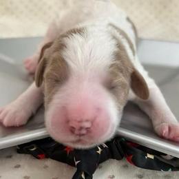 Uri - Parti male Goldendoodle puppy in Camden, North Carolina from Oopsie Doodles of NC