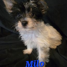Milo - Parti male Yorkshire Terrier puppy in Zuni, Virginia from Serendipity Yorkies