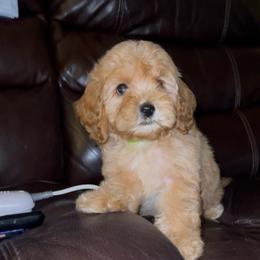 Little Boy Blue (Mother Goose Nursery Rhyme litter) - Apricot male Goldendoodle puppy in Hopkins County, Texas from Boutique Doodles