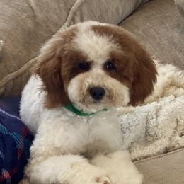 Ellie - Poodle
