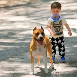 American Foxhound and American Staffordshire Terrier Puppies from Whitlow Kennel