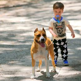 American Foxhound and American Staffordshire Terrier Puppies from Whitlow Kennel