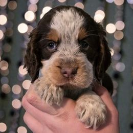 Kanga - Tri-Roan female English Springer Spaniel puppy in Florida from Thunderbird Springers