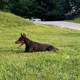 Whiskey - Doberman Pinscher