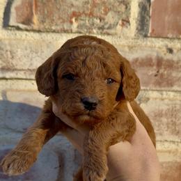 Izzy - Red female Cavapoo puppy in Redding, California from Lipscomb Doodles