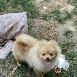 Pomeranian Puppies from Highlander Pomeranians
