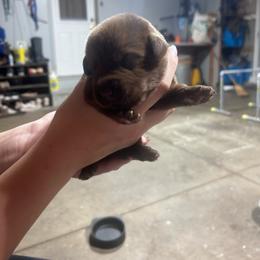 Girl 2 - Chocolate female Labrador Retriever puppy in Coldwater, Ohio from Midwest Labrador’s