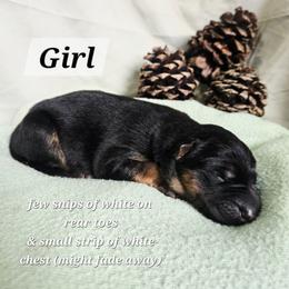 TBA - Black and red female German Shepherd puppy in Veneta, Oregon from H German Shepherds