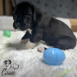 Eclipse - Black and white female Great Dane puppy in Liberty, New York from Catskills Greatest Danes