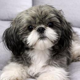Barbie - Shih Tzu
